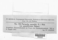 Parmelia omphalodes image